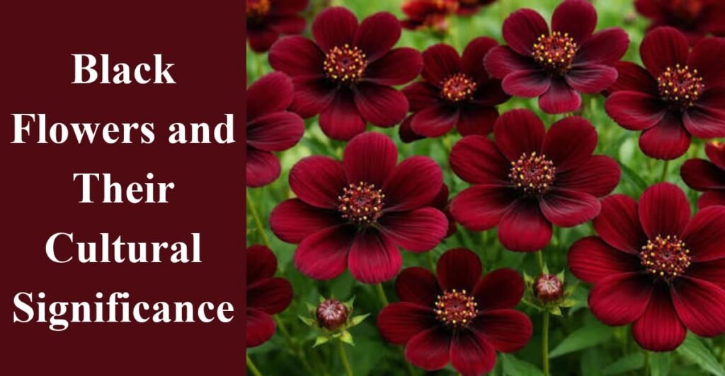 Black Flowers and Their Cultural Significance