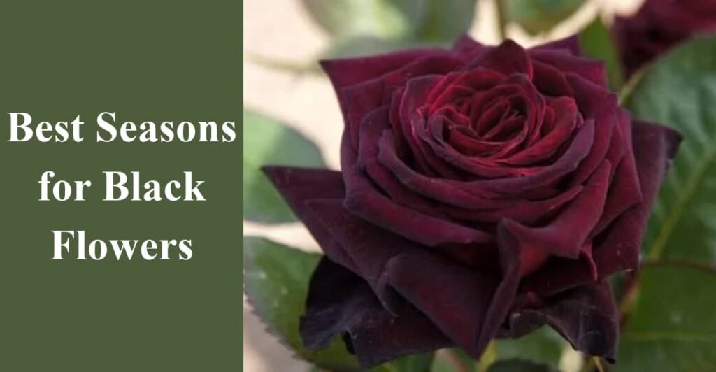 Best Seasons for Black Flowers