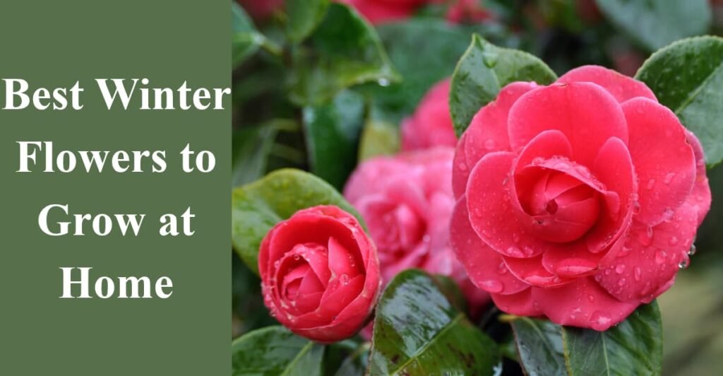 Best Winter Flowers to Grow at Home