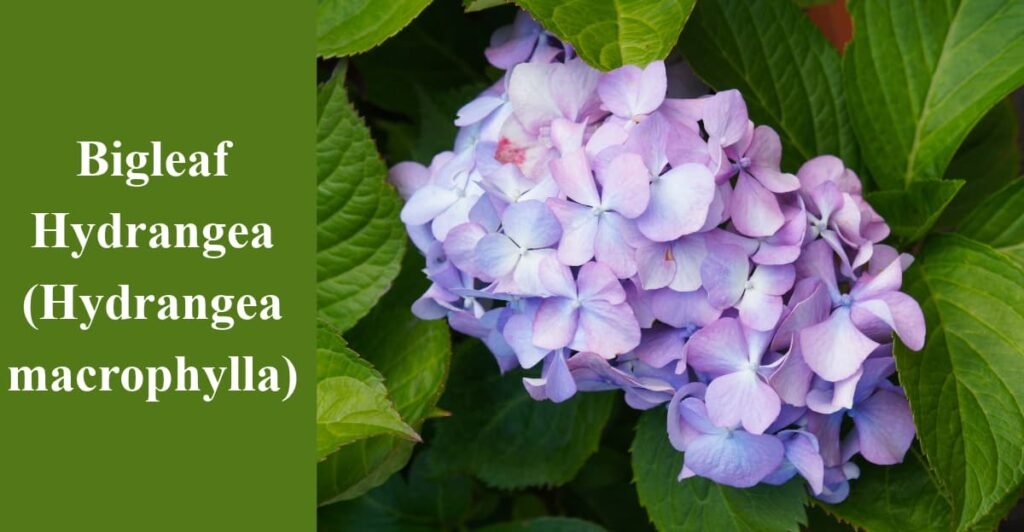 Bigleaf Hydrangea (Hydrangea macrophylla)