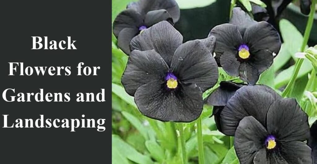 Black Flowers for Gardens and Landscaping