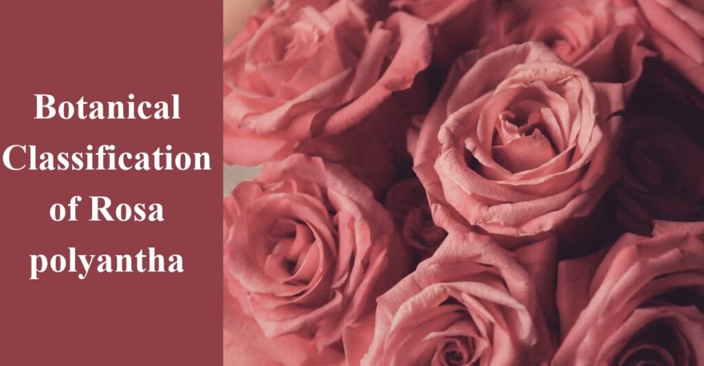 Botanical Classification of Rosa polyantha