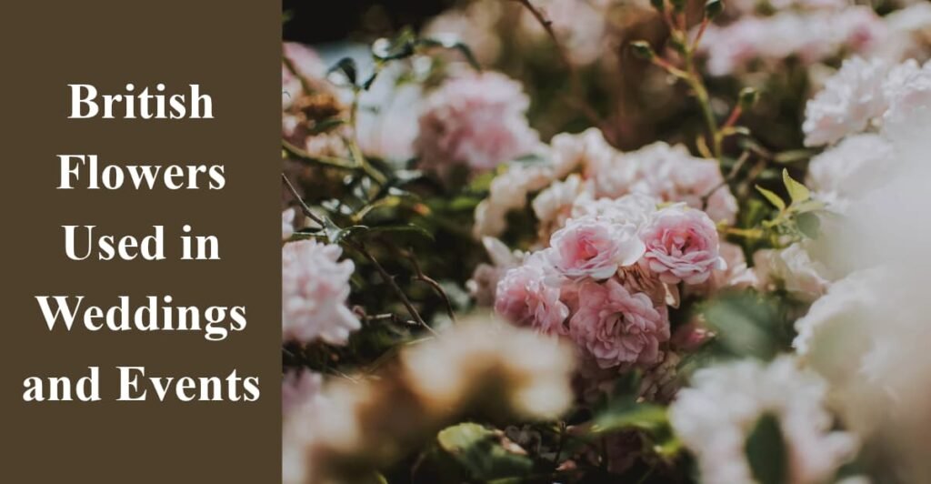 British Flowers Used in Weddings and Events