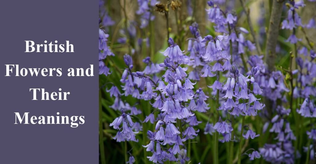 British Flowers and Their Meanings