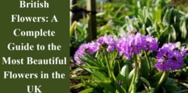 British Flowers: A Complete Guide to the Most Beautiful Flowers in the UK
