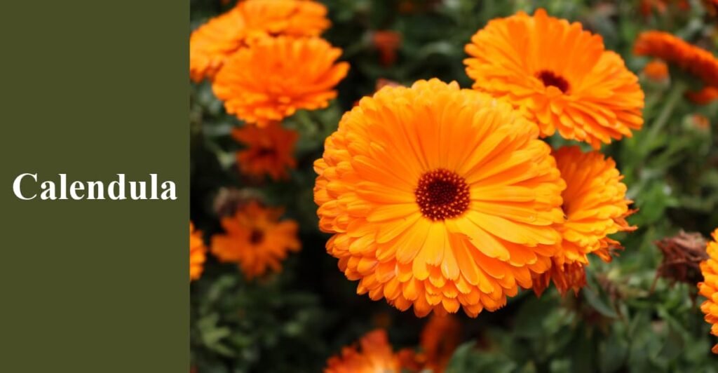 Calendula