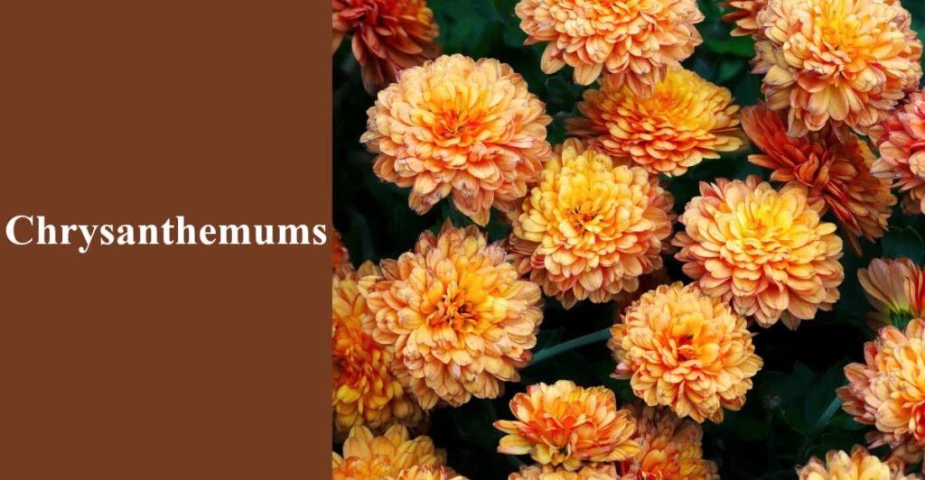 Chrysanthemums