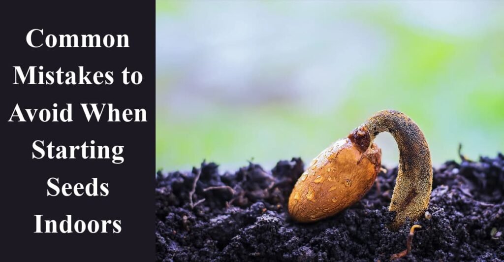 Common Mistakes to Avoid When Starting Seeds Indoors