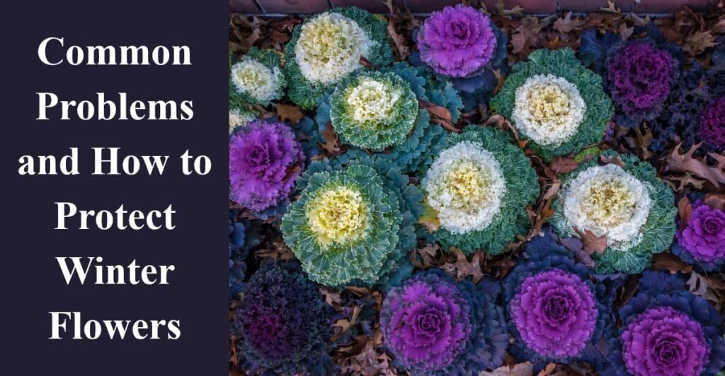 Common Problems and How to Protect Winter Flowers