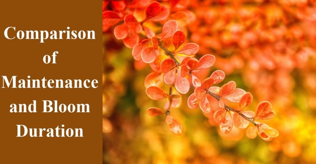 Comparison of Maintenance and Bloom Duration