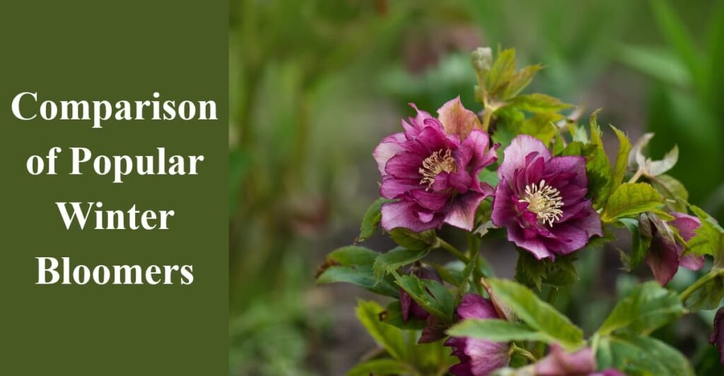 Comparison of Popular Winter Bloomers