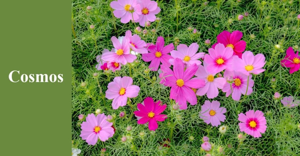 Cosmos