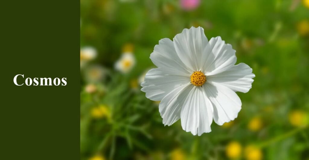 Cosmos
