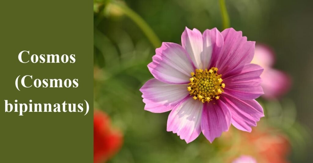 Cosmos (Cosmos bipinnatus)