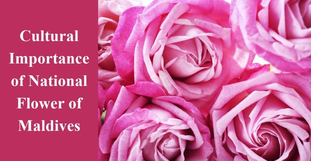 Cultural Importance of National Flower of Maldives