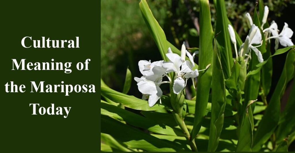 Cultural Meaning of the Mariposa Today