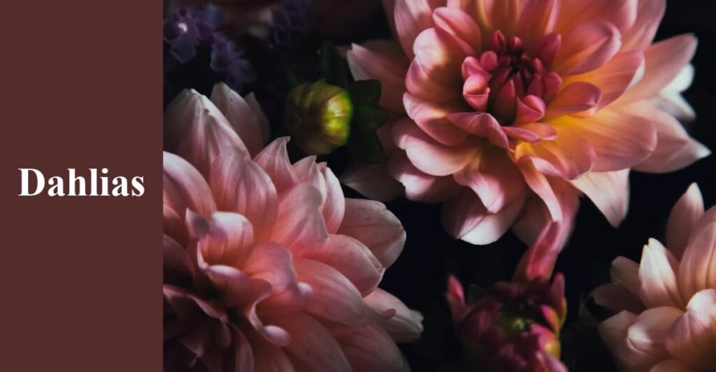 Dahlias