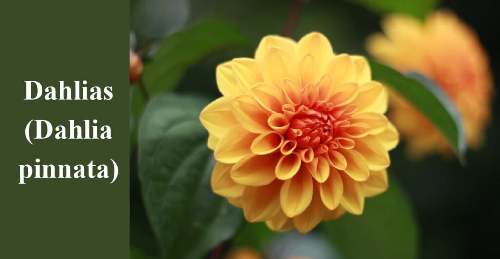 Dahlias (Dahlia pinnata)