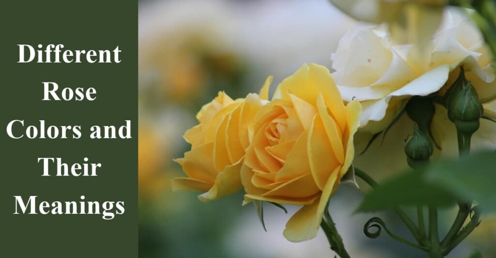 Different Rose Colors and Their Meanings