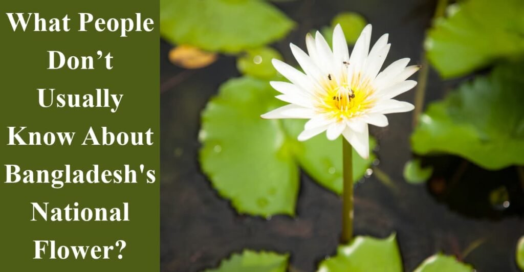 What People Don’t Usually Know About Bangladesh's National Flower?