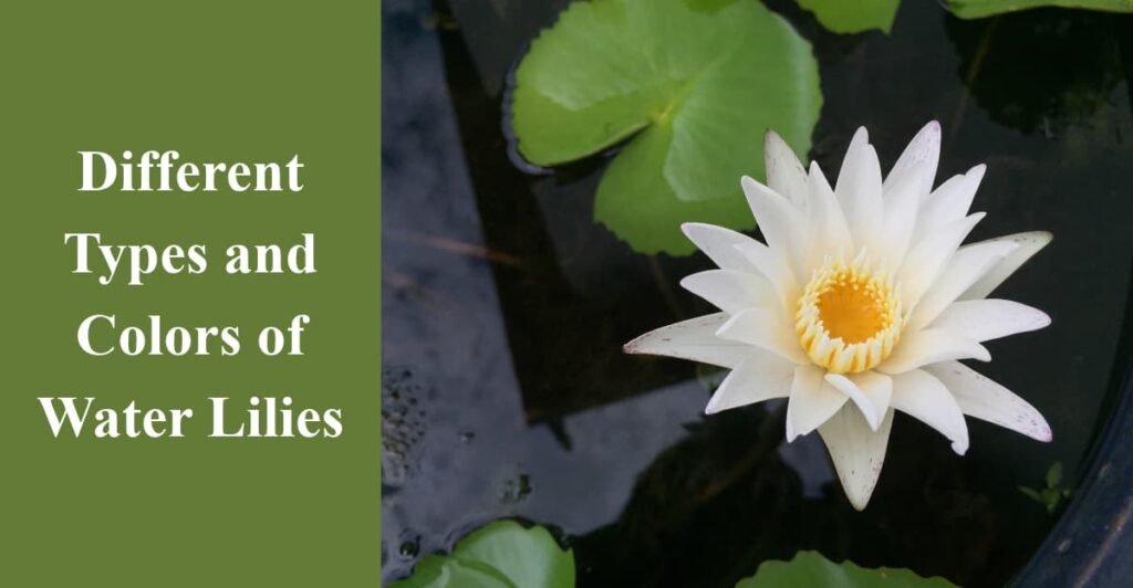 Different Types and Colors of Water Lilies
