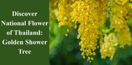 Discover National Flower of Thailand: Golden Shower Tree