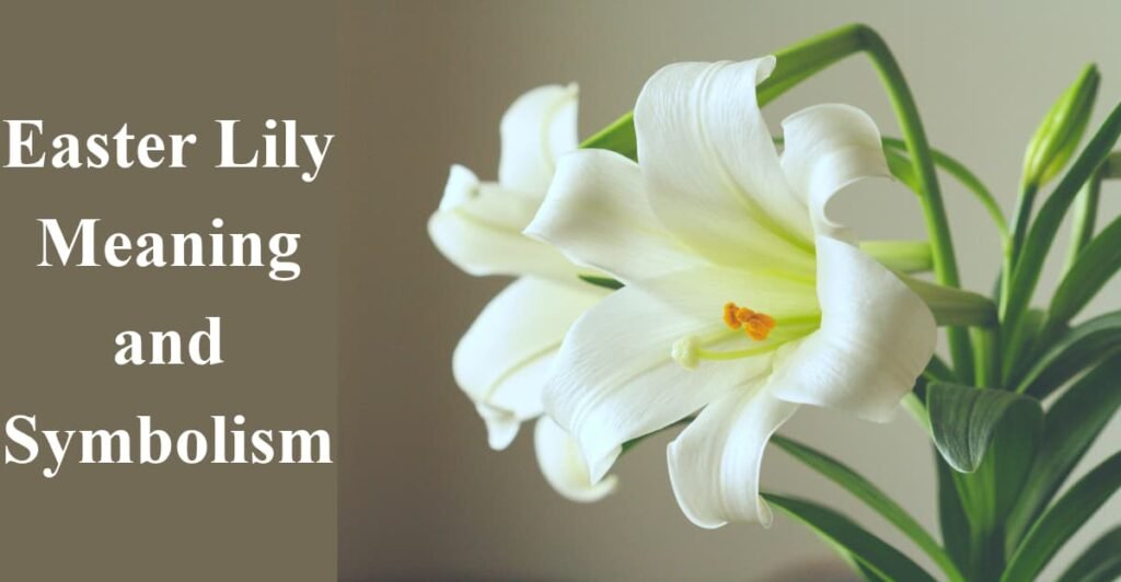 Easter Lily Meaning and Symbolism
