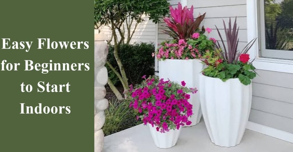 Easy Flowers for Beginners to Start Indoors
