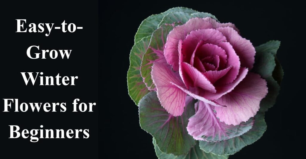 Easy-to-Grow Winter Flowers for Beginners