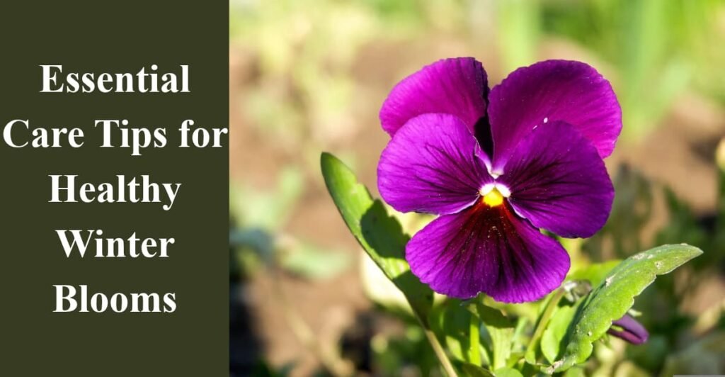 Essential Care Tips for Healthy Winter Blooms