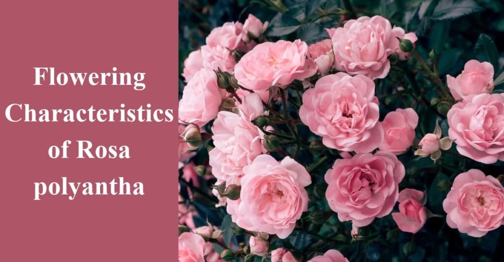 Flowering Characteristics of Rosa polyantha