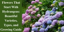 Flowers That Start With Hydrangeas: Beautiful Varieties, Types, and Growing Guide