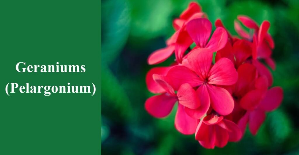 Geraniums (Pelargonium)