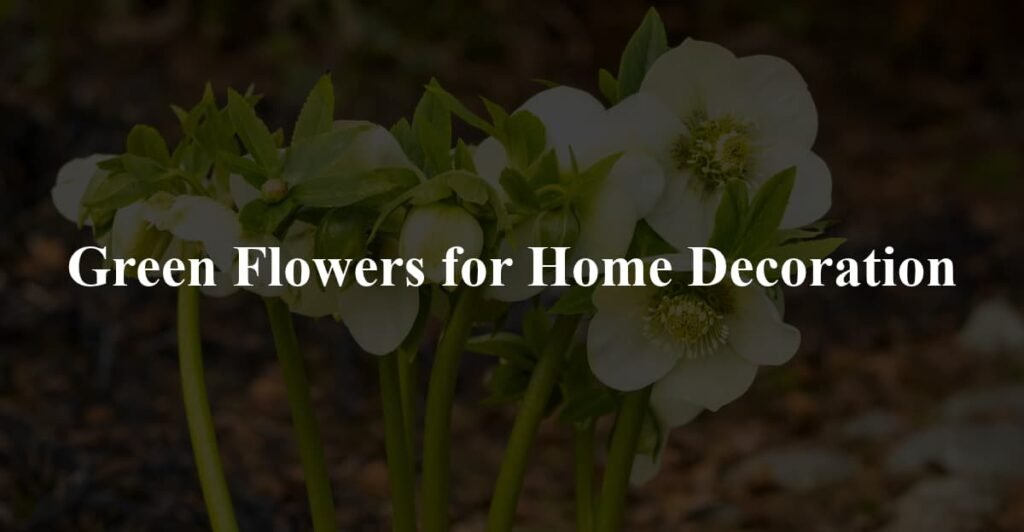 Green Flowers for Home Decoration