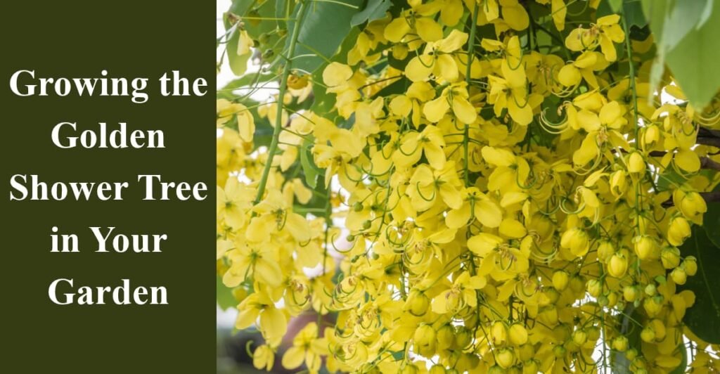 Growing the Golden Shower Tree in Your Garden