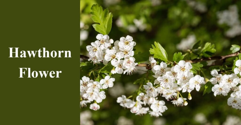 Hawthorn Flower