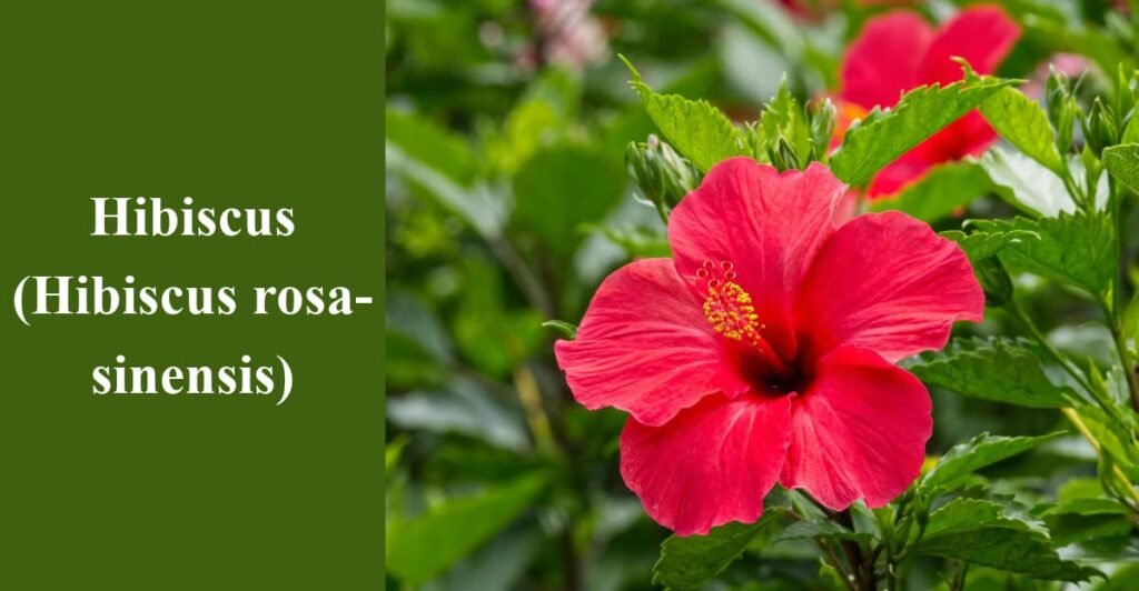Hibiscus (Hibiscus rosa-sinensis)