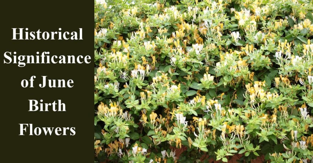 Historical Significance of June Birth Flowers