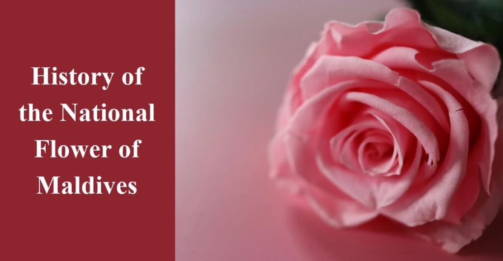 History of the National Flower of Maldives