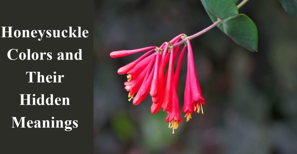 Honeysuckle Colors and Their Hidden Meanings