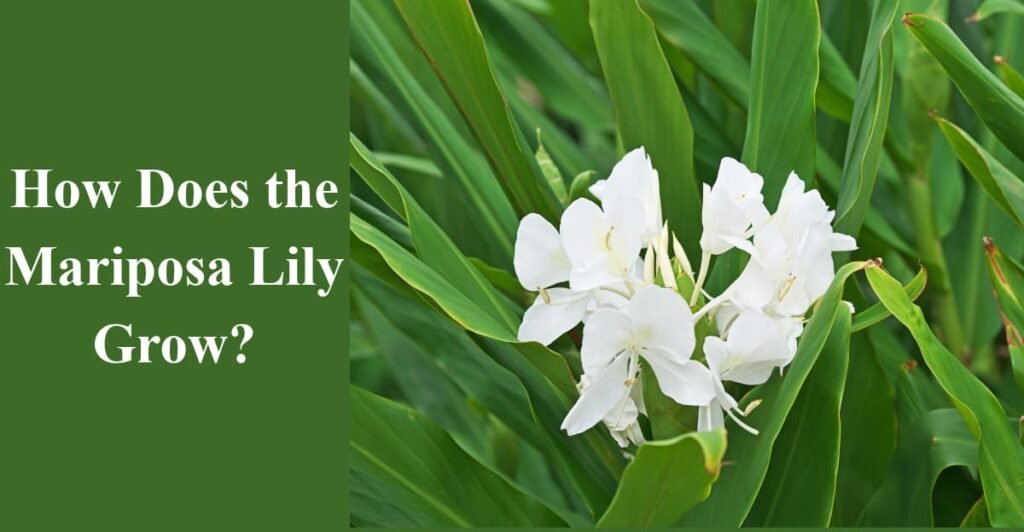 How Does the Mariposa Lily Grow?