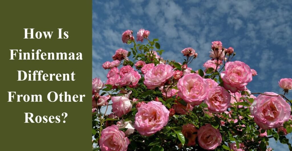 How Is Finifenmaa Different From Other Roses?