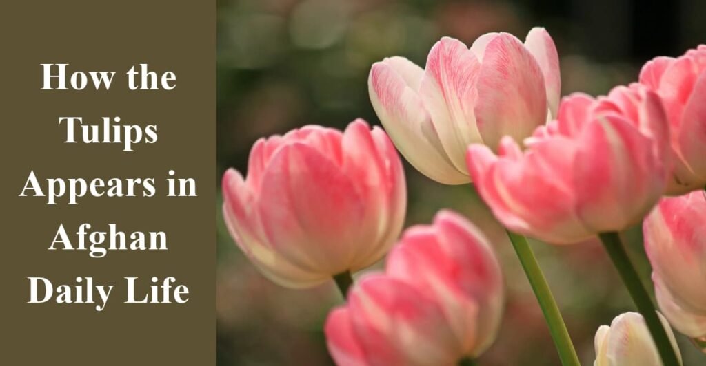 How the Tulips Appears in Afghan Daily Life