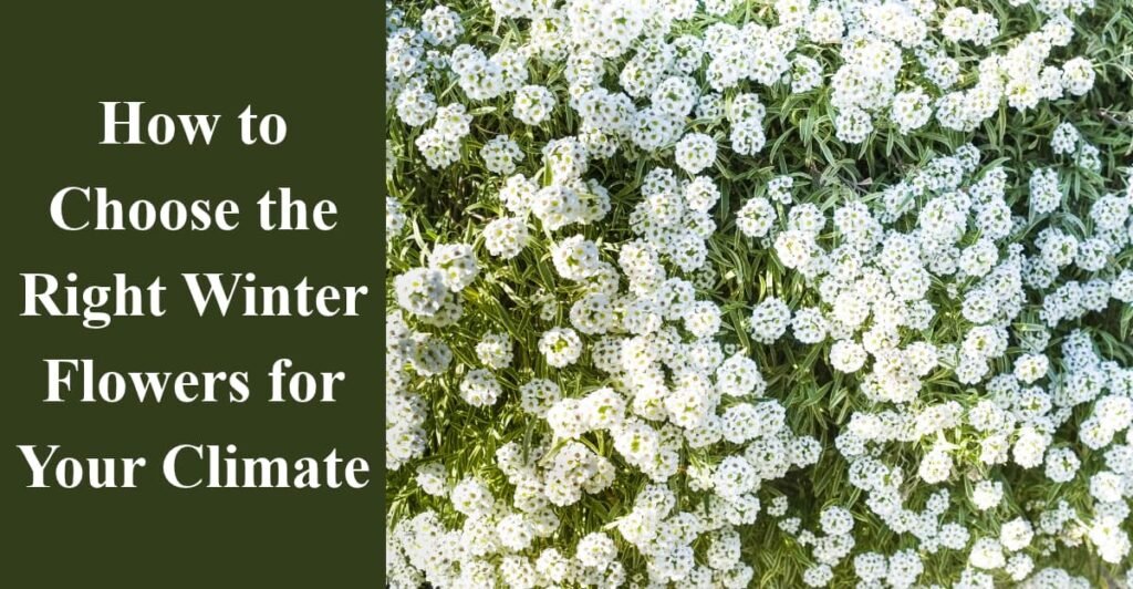 How to Choose the Right Winter Flowers for Your Climate
