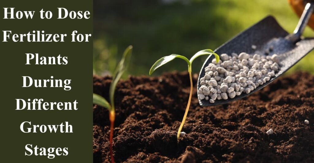 How to Dose Fertilizer for Plants During Different Growth Stages