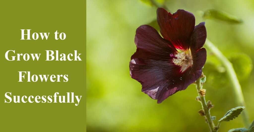 How to Grow Black Flowers Successfully