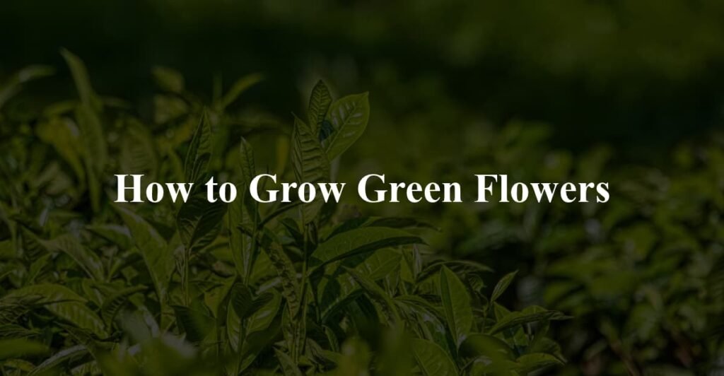 How to Grow Green Flowers