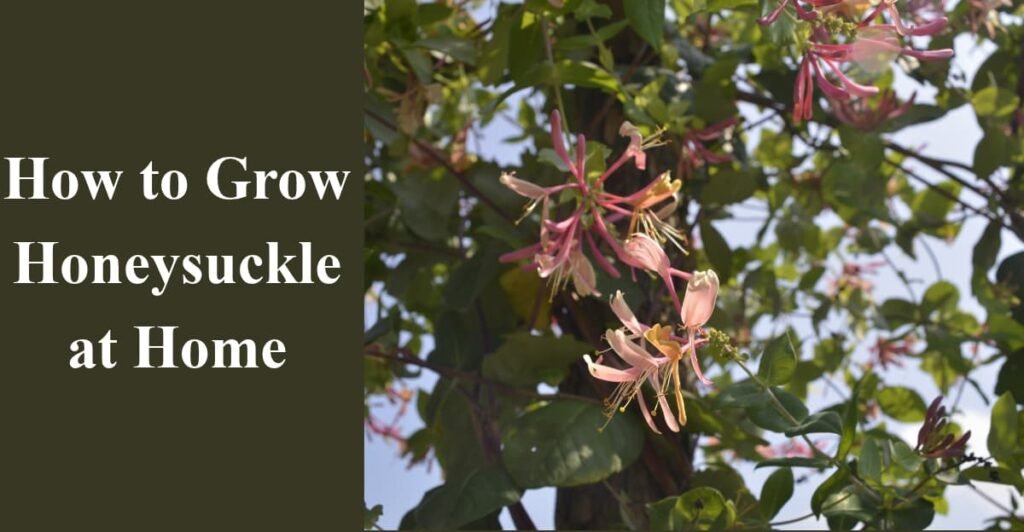How to Grow Honeysuckle at Home