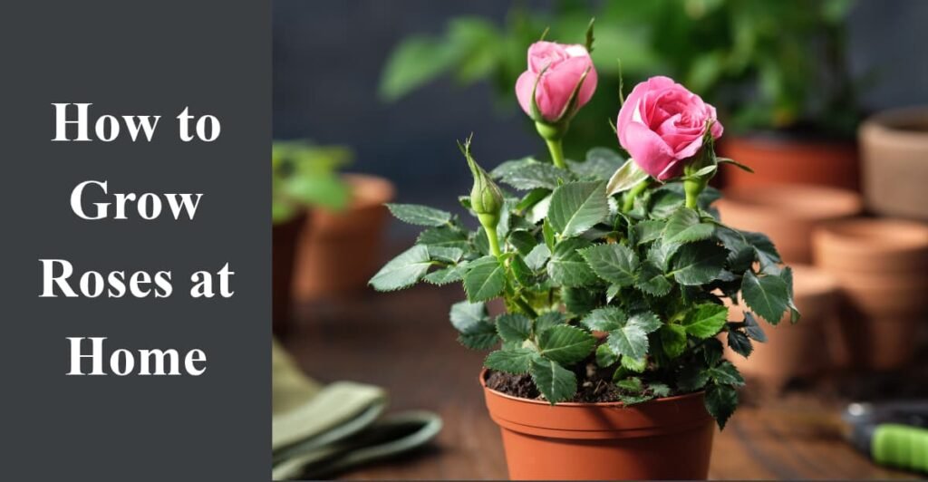 How to Grow Roses at Home