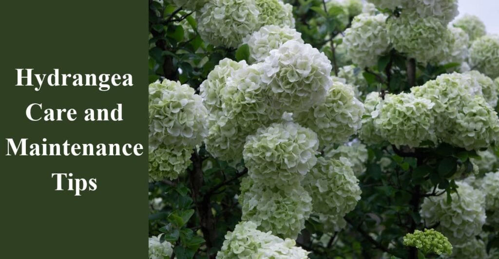 Hydrangea Care and Maintenance Tips